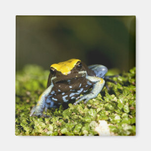 Black-eared Mantella, Mantella expectata, 2 Magnet