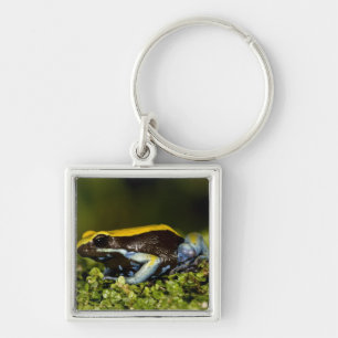 Black-eared Mantella, Mantella expectata, Key Ring