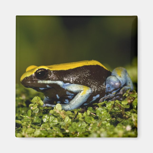 Black-eared Mantella, Mantella expectata, Magnet (Front)