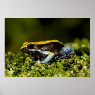 Black-eared Mantella, Mantella expectata, Poster