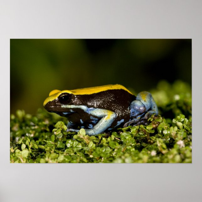 Black-eared Mantella, Mantella expectata, Poster (Front)