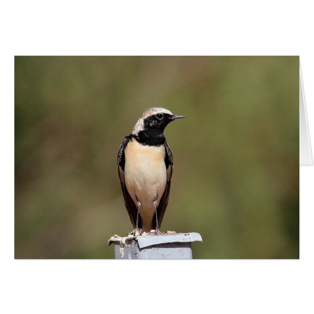 Black-eared Wheatear (Front Horizontal)
