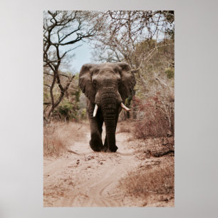 BLACK ELEPHANT WALKING ON BROWN SAND POSTER