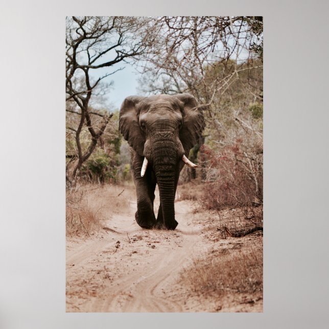 BLACK ELEPHANT WALKING ON BROWN SAND POSTER (Front)