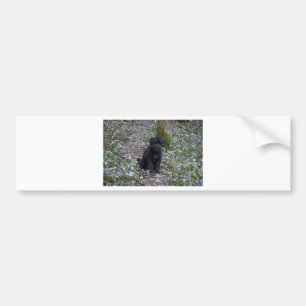 Black English Springer Spaniel Bumper Sticker
