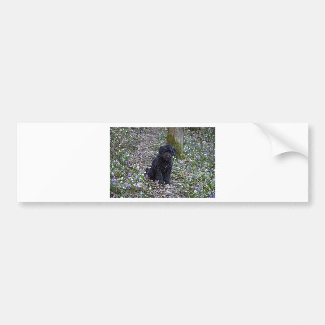Black English Springer Spaniel Bumper Sticker (Front)