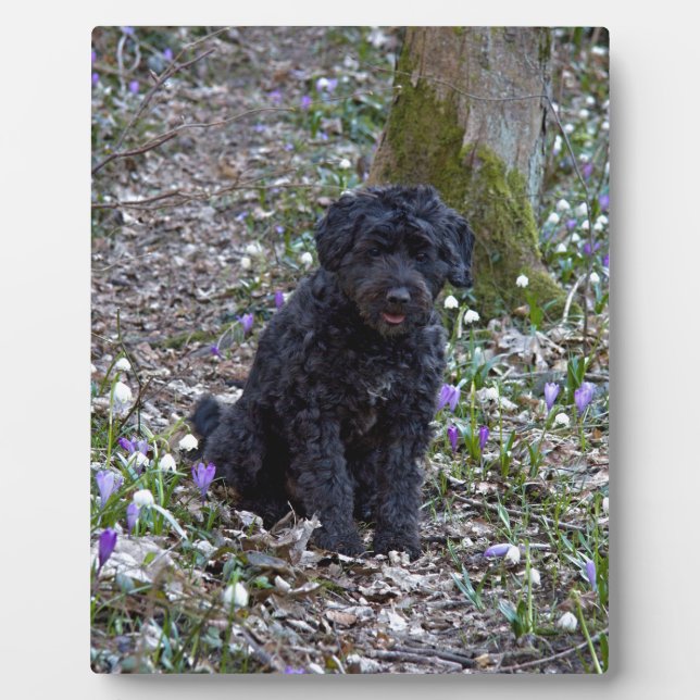 Black English Springer Spaniel Plaque (Front)