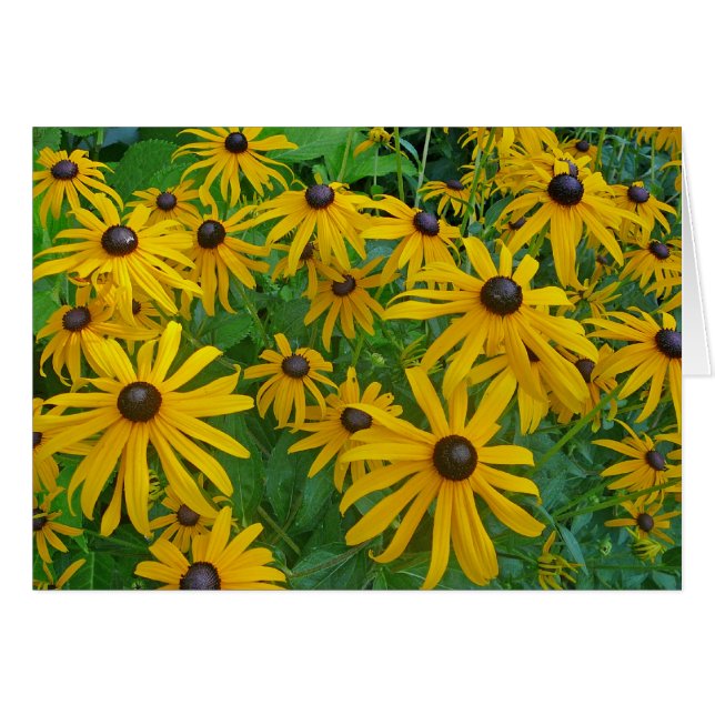 Black Eyed Brown Eyed Susan Photograph (Front Horizontal)