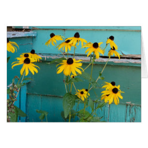 Black Eyed Susan