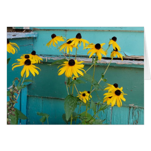 Black Eyed Susan (Front Horizontal)