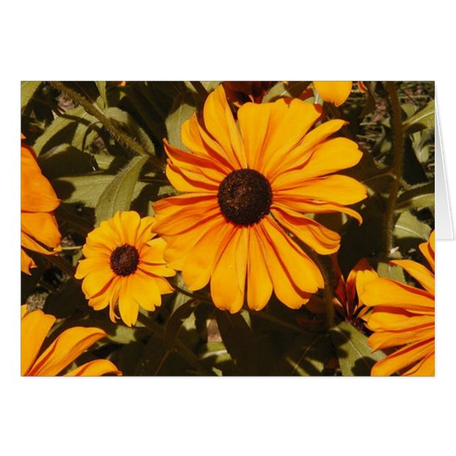 Black-Eyed Susan (Front Horizontal)