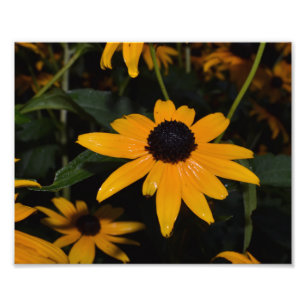 Black-eyed Susan. After The Rain. Photo. Photo Print