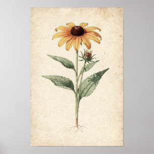 Black-Eyed Susan Botanical Study on Ivory Poster