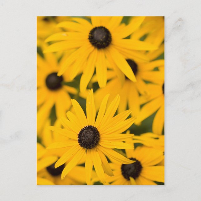 Black-eyed Susan Daisies Postcard (Front)