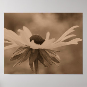 Black Eyed Susan Daisy Flower In Sepia Poster