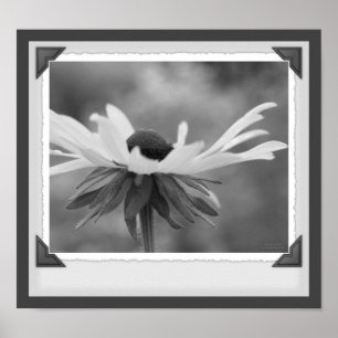 Black Eyed Susan Floral Black And White Print