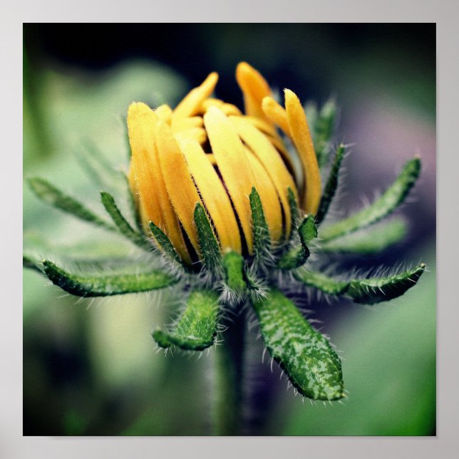 Black Eyed Susan Flower Awakening  Poster (Front)