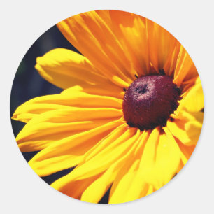 Black Eyed Susan Flower Classic Round Sticker
