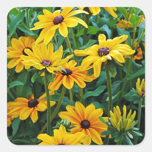 Black eyed susan flower garden square sticker (Front)
