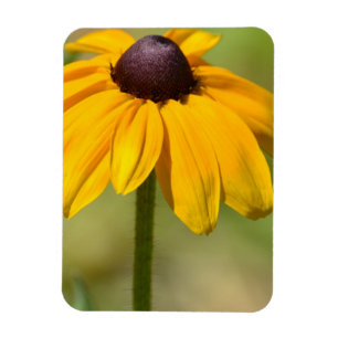 Black Eyed Susan Flower Magnet