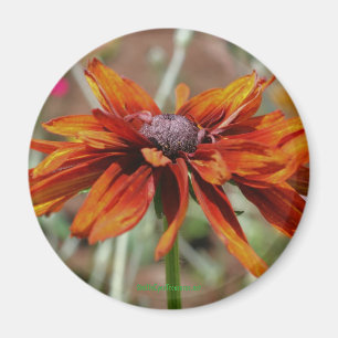 Black Eyed Susan Flower Photography Magnet