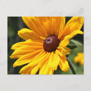 Black Eyed Susan Flower Photography Postcard