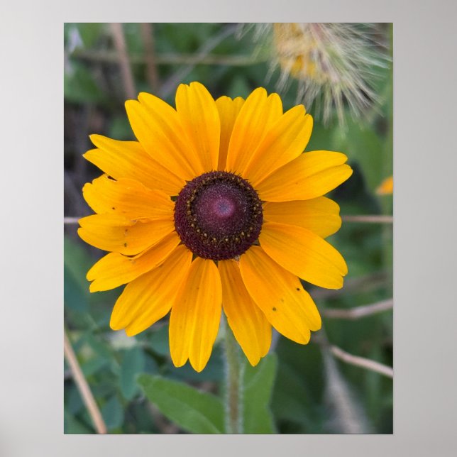 Black-eyed Susan Flower Poster (Front)