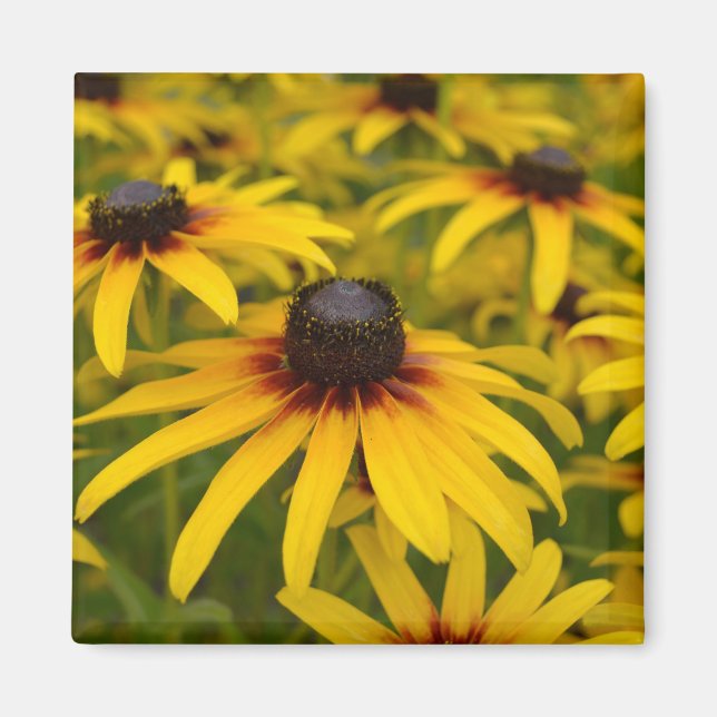 Black Eyed Susan Flowers Magnet (Front)