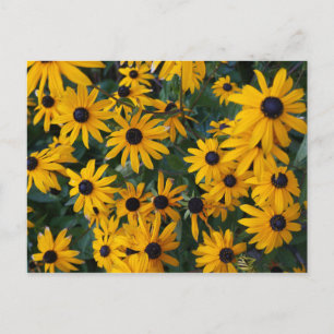 Black-eyed Susan Flowers Postcard
