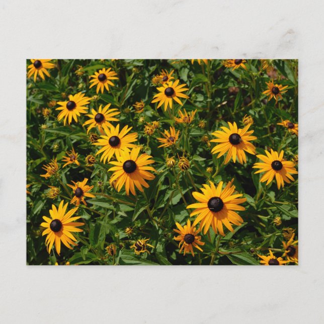Black Eyed Susan flowers Postcard (Front)
