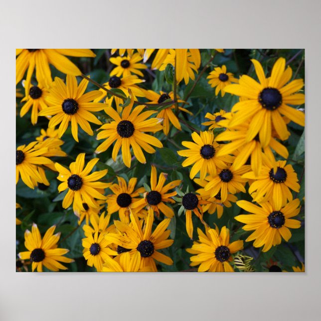 Black-eyed Susan Flowers Poster (Front)