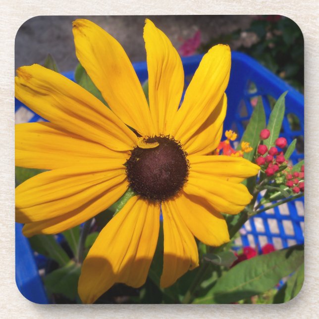 Black eyed-Susan front and centre Coaster (Front)