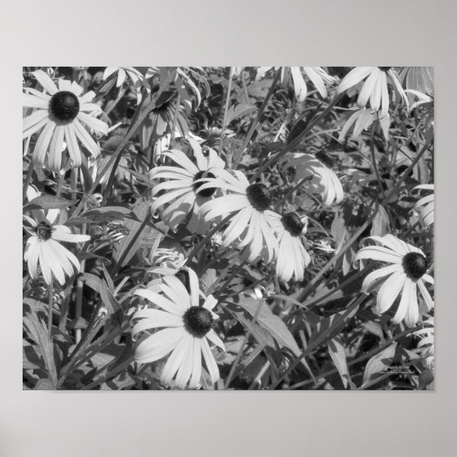 Black Eyed Susan Garden Black White Print (Front)