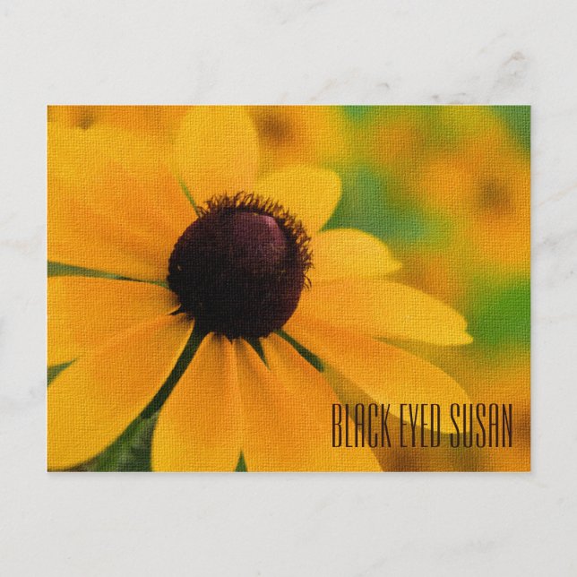 Black Eyed Susan Horizontal Postcard (Front)