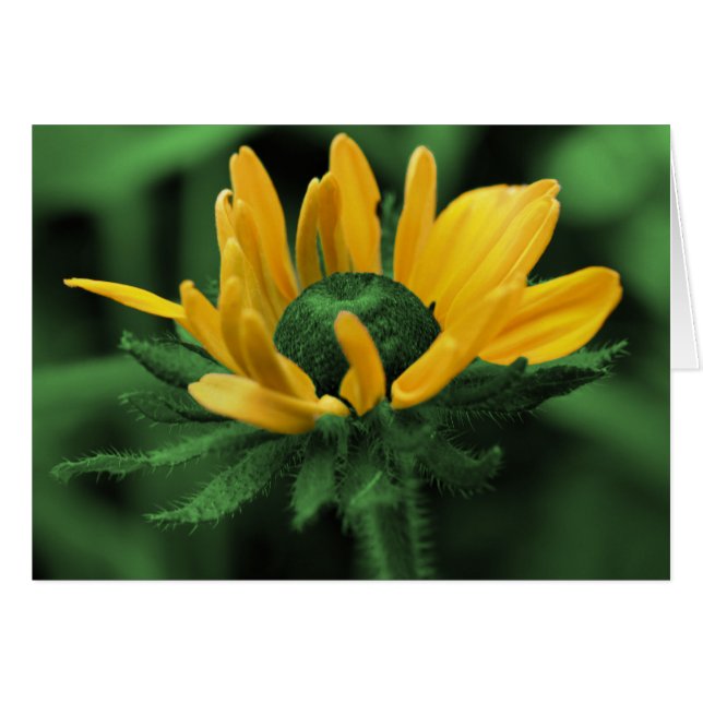 Black Eyed Susan In Green Flower Card (Front Horizontal)