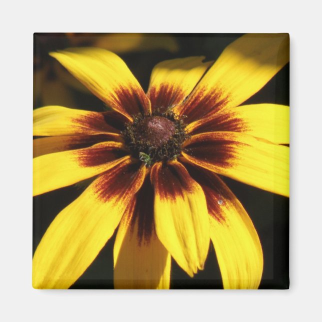 Black Eyed Susan Magnet (Front)