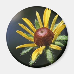 black eyed susan magnet