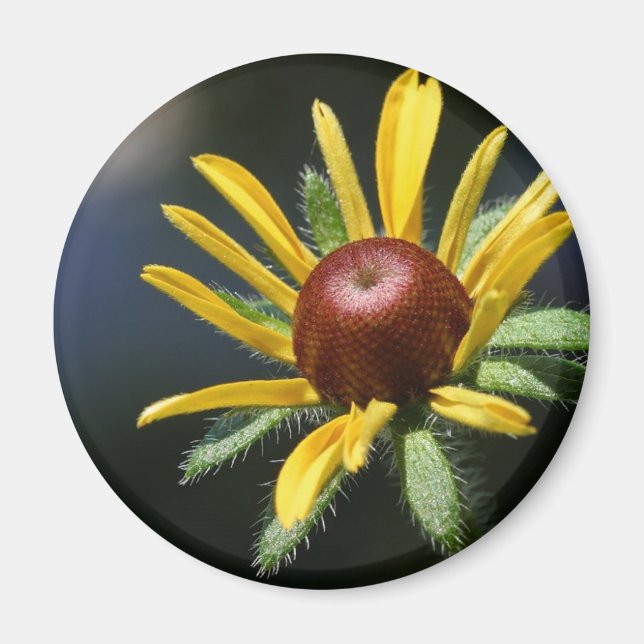 black eyed susan magnet (Front)