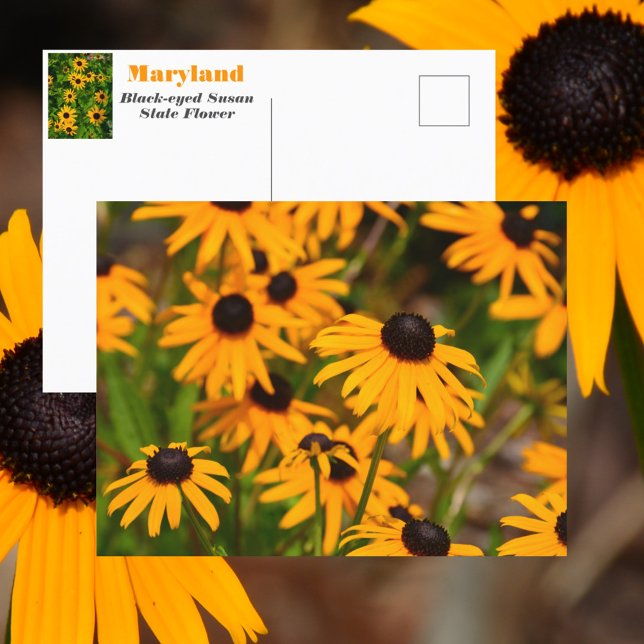 Black-eyed Susan Maryland State Flower Postcard (Creator Uploaded)