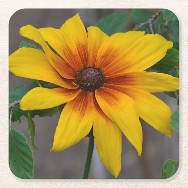 Black-Eyed Susan Party Coaster (Front)