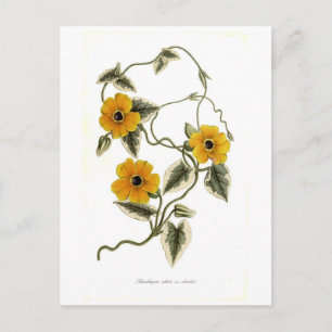 Black-eyed Susan Postcard