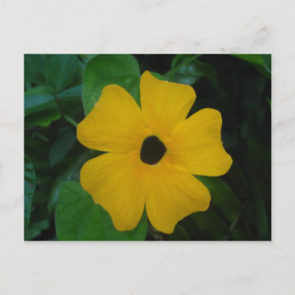 Black-eyed Susan Postcard