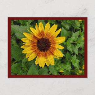 Black-eyed Susan Postcard