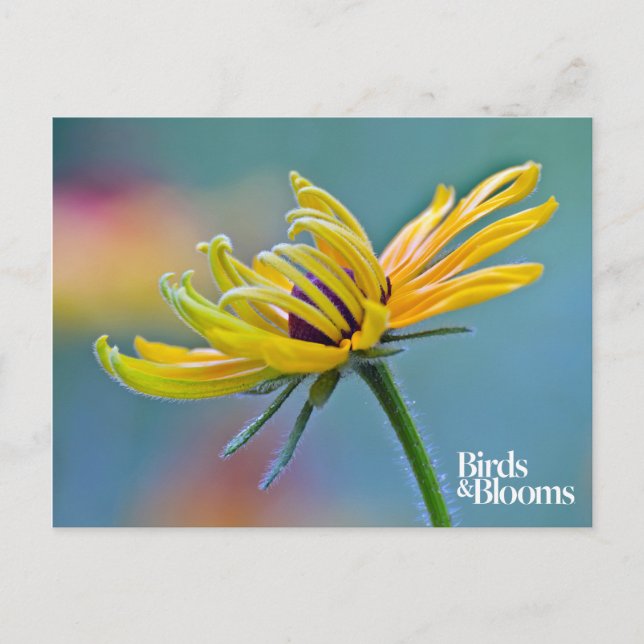 Black-eyed Susan Postcard (Front)
