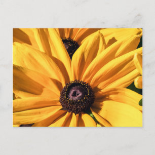 Black Eyed Susan Postcard