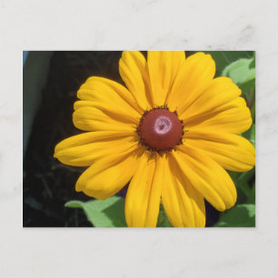 Black Eyed Susan postcard
