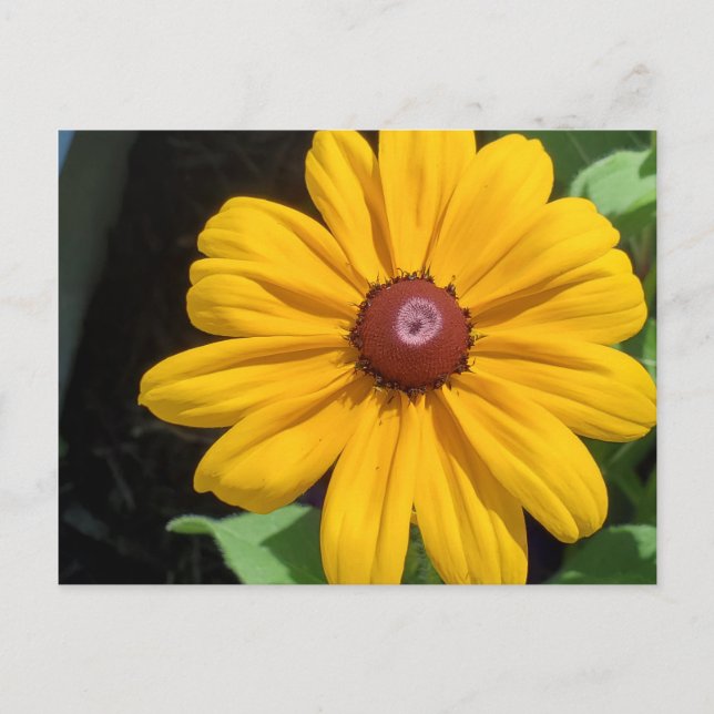 Black Eyed Susan postcard (Front)