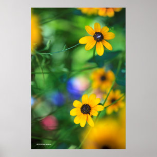 Black-eyed Susan Poster