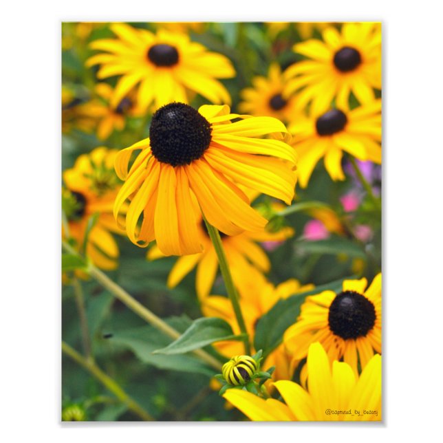 Black-Eyed Susan Poster (Front)