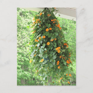 Black Eyed Susan Vine Postcard